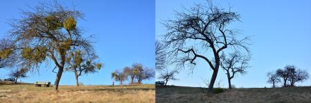 Posnetek sadovnjaka z in brez bele omele, foto G. Domanjko